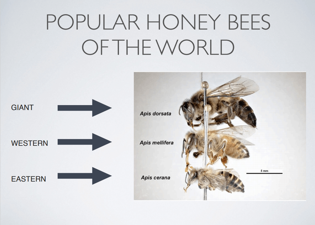 Texas Beekeeping 101