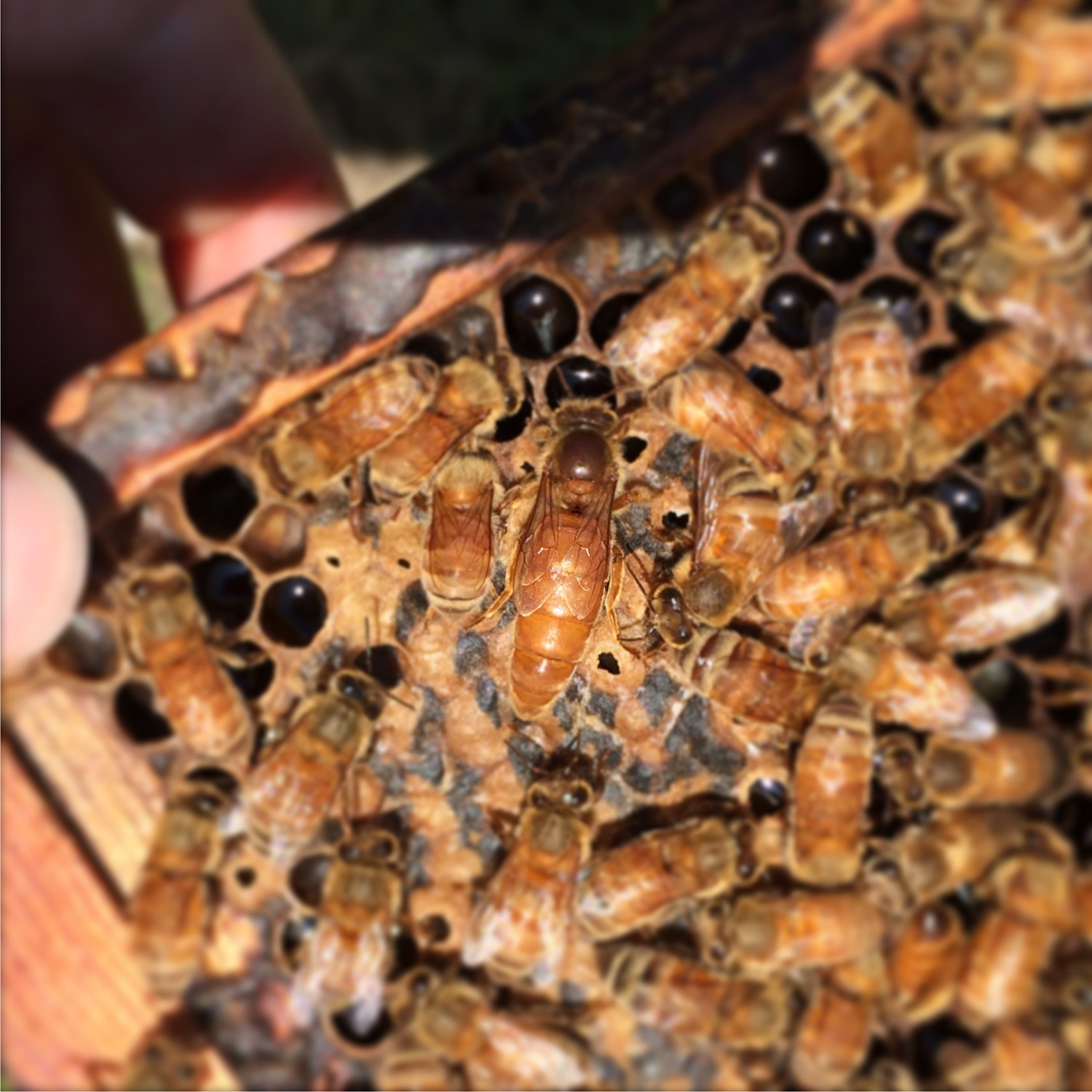 Texas Beekeeping 101